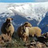 Roussillon sheep (France)