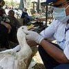 A veterinary officer inspects live ducks in a market in Viet Nam