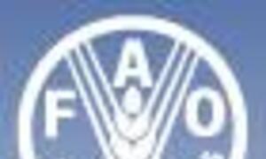 01-04-fao.jpg (6382)