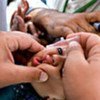 Child being vaccinated against Polio in Afghanistan