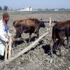 A farmer tilling the soil to begin planting