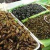 Edible insects on sale in Chiang Mai, Thailand