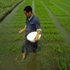 Farmer adds fertilizer to his crops