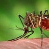 Mosquito spreads fever in Honduras