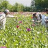 Illicit crop monitors in Afghanistan