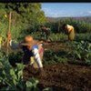 Farming in Madagascar