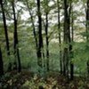 Beech tree wood, Krapina (Croatia)