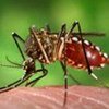 Aedes mosquito which spreads yellow fever