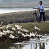 Ducks and rice fields may be a critical factor in spreading H5N1