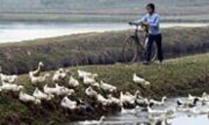 A man with a bicycle stands on a grassy bank watching a flock of white ducks in a rice paddy.