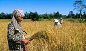 A woman in a headscarf and patterned shirt harvests rice in a golden paddy field, with other workers visible in the background under a clear blue sky.