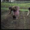 Farming project in Ethiopia