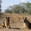 Cleared minefield in Southern Lebanon (file photo)