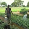 Irrigation de cultures en Afrique
