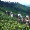 Women picking tea in the Nilgiri Mountains, India