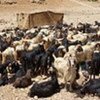 Typical goats in southern Lebanon ready for distribution to poor beneficiaries