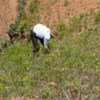 Coca farmer tending his field in Convención-Lares, Peru