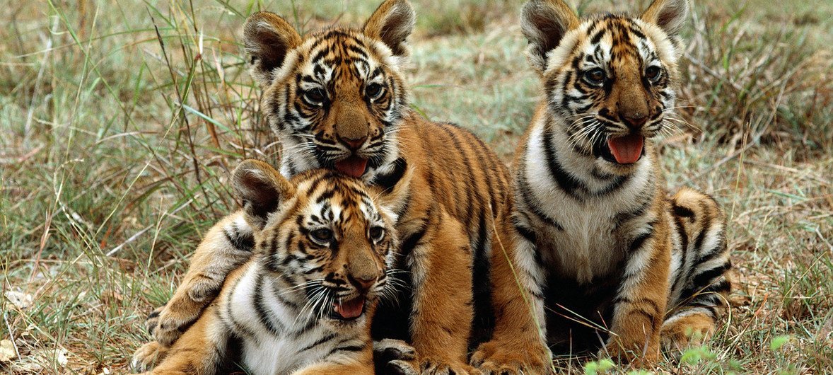 Cachorros de tigre en Mysore, India. El PNUMA participa activamente en el trabajo con gobiernos, científicos, organizaciones privadas y otros grupos interesados ​​para preservar y proteger esta especie en peligro de extinción.  