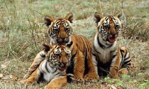 Des bébés tigres à Mysore, en Inde. Le PNUE travaille activement avec les gouvernements, les scientifiques, les organisations privées et d'autres groupes concernés pour préserver et protéger cette espèce menacée.