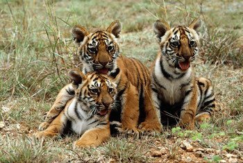 Tiger cubs in Mysore, India. UNEP is actively involved in working with Governments, scientists, private organizations and other concerned groups to preserve and protect this endangered species. 