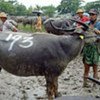 FAO distributes water buffalos for ploughing paddy land to cyclone-affected farmers