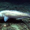Deep sea fish species like the morid cod have low resilience to intensive fishing