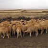 Livestock like goats and sheep are essential to the livelihoods of millions of North Africans
