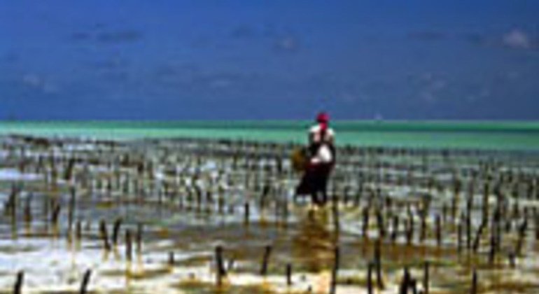 Mwanamke katika shamba la eneo la seaweed Zanzibar.