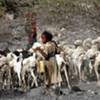 A girl drives sheep and goats across parched ground in southern Oromiya Region