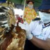 Poultry inspection in Viet Nam