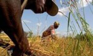 A rice farmer works in a golden rice field, with another person in the background.