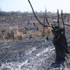 Une forêt brûlée pour laisser place au développement agricole, près de Mopeia, au Mozambique.