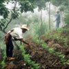 Farmers control soil erosion through crop cultivation