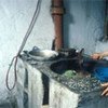 Cooking with biogas from animal and human waste in China