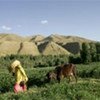 Le projet laitier de la FAO a permis d'accroître les revenus agricoles en Afghanistan.