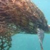 A sea turtle tangled in an abandoned or lost fishing net