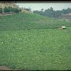Panoramic view of hillside crop with women picking or tending to plantation in Cameroon