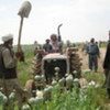 Afghan farmers in the midst of a poppy cultivation