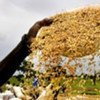 Africa could be a global player in bulk commodities such as rice and cotton