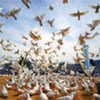 The Peace doves are part of a campaign launched by the United Nations Assistance Mission in Afghanistan (UNAMA) [File Photo]