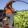 Un fermier haïtien dans un camion rempli de bananes