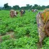 Une femme désherbe un champ dans le village de Foro-Foro en Côte d'Ivoire (Photo archives).