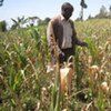 A crops officer inspects maize affected by drought in Kenya's Rift Valley province