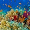 Healthy Oceans New Key to Combating Climate Change