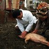 African swine fever reaches northern Russia. FAO is concerned as pig disease jumps from southern Russia to the Baltic.