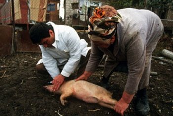 La FAO est préoccupée par la propagation de la peste porcine.