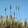 Food prices up on wheat price rise