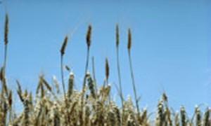 Food prices up on wheat price rise