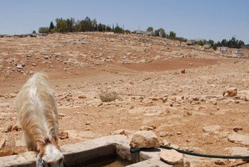 Sheep drinking from water troughs in the desert. The green trees of the Israeli settlement of Karmel are in the background.