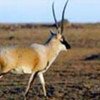 Tibetan antelope